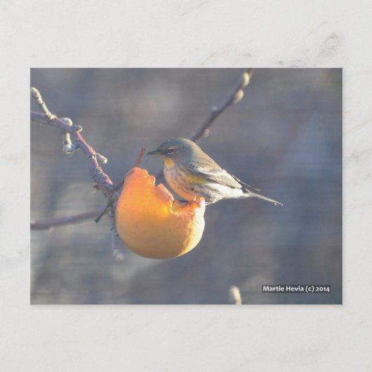 Vogel auf einem halb gegessen Apfel Postkarte (Vorderseite)