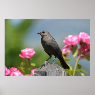 Vögel auf einem Zaun Poster