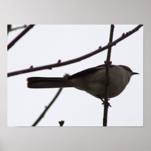 Vogel auf einem Zweigplakat Poster