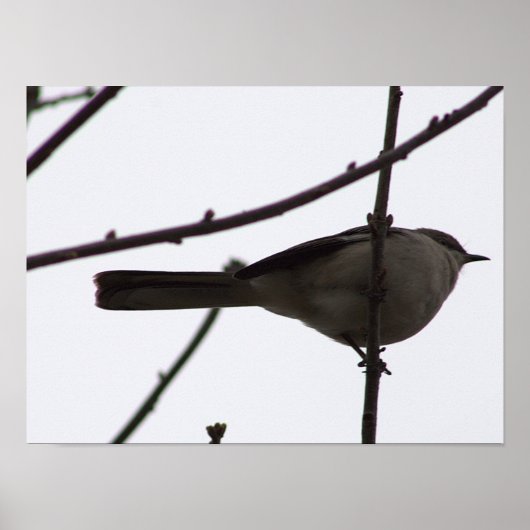 Vogel auf einem Zweigplakat Poster (Vorne)