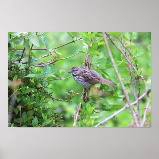Vogel auf einem Zweigplakat Poster (Vorne)