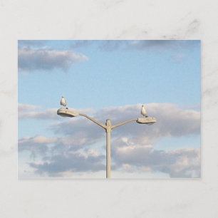 Vögel auf einer Lampenpost Postkarte