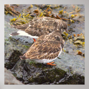 Vögel auf Felsen Foto Poster