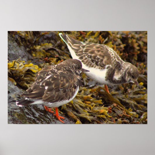 Vögel auf Felsen Foto Poster (Vorne)