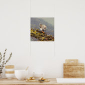 Vogel auf Felsen Foto Poster (Küche)