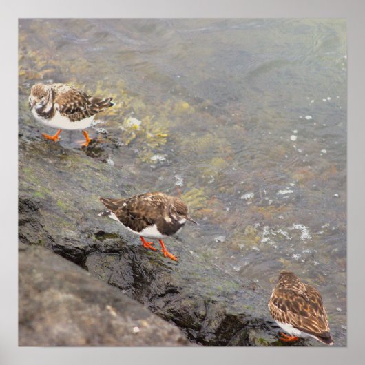 Vögel auf Felsen Foto Poster (Vorne)