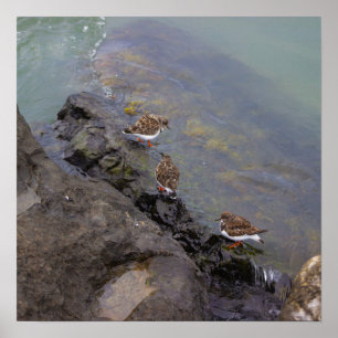 Vögel auf Felsen Foto Poster