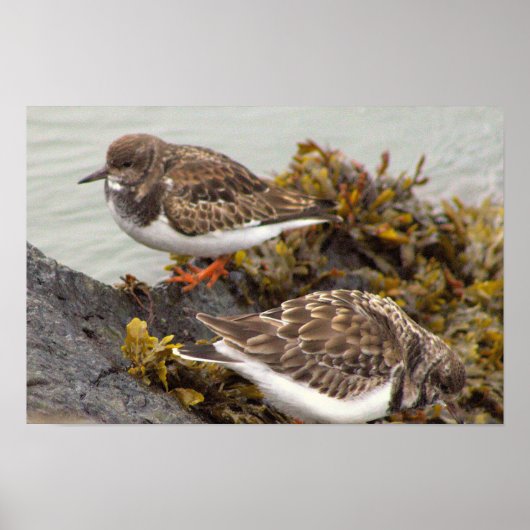 Vogel auf Felsen Foto Poster (Vorne)