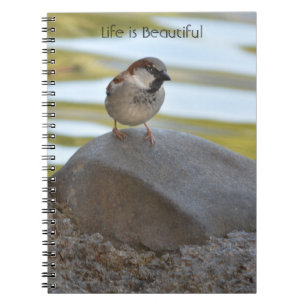 Vogel auf Felsen Kauai (meine Fotografie) Notizblock