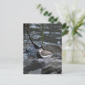 Vogel auf Felsen Postkarte (Stehend Vorderseite)