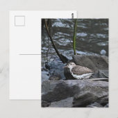 Vogel auf Felsen Postkarte (Vorne/Hinten)