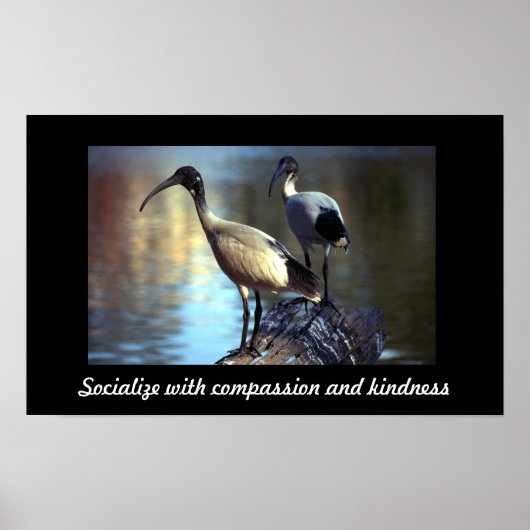 Vögel auf Holzplakat Poster (Vorne)