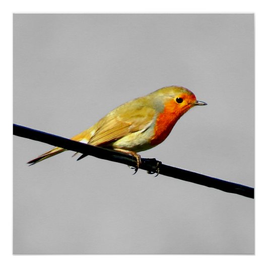 Vogel auf Linie Poster (Vorderseite)