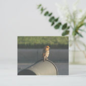 Vogel auf Postkarte (Stehend Vorderseite)