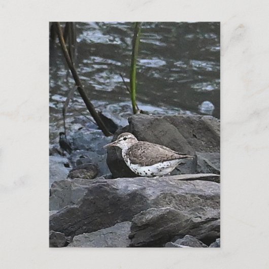 Vogel auf Rocks Postkarte (Vorderseite)