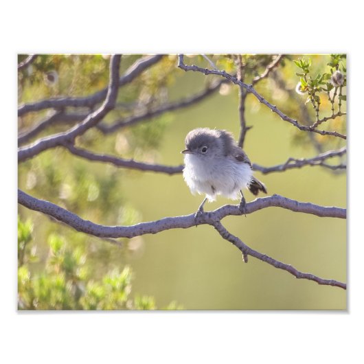 Vogel auf Twig (Bushtit) Fotodruck (Vorne)