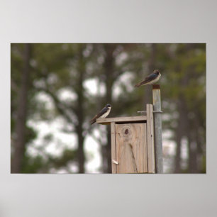 Vögel auf Vogelhausposter Poster