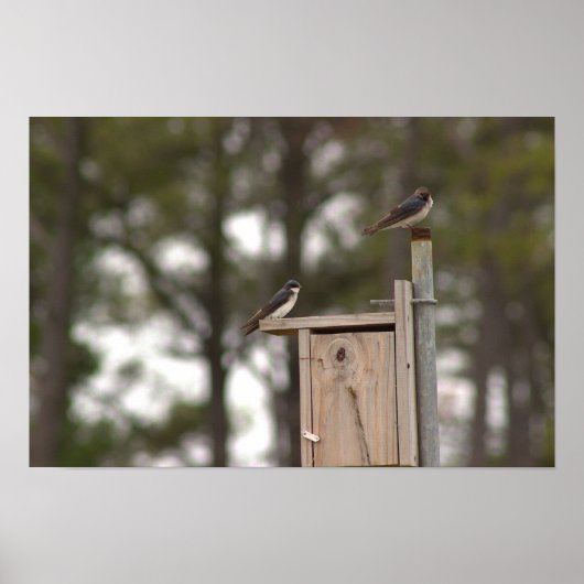Vögel auf Vogelhausposter Poster (Vorne)