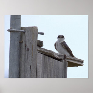 Vogel auf Vogelhausposter Poster