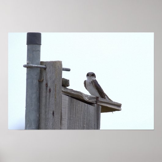 Vogel auf Vogelhausposter Poster (Vorne)
