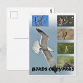 Vögel auf Zypern Postkarte (Vorne/Hinten)