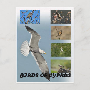 Vögel auf Zypern Postkarte