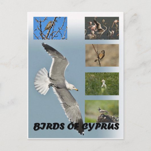 Vögel auf Zypern Postkarte (Vorderseite)