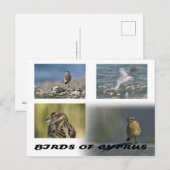 Vögel auf Zypern Postkarte (Vorne/Hinten)