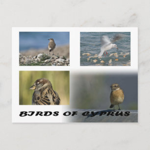 Vögel auf Zypern Postkarte
