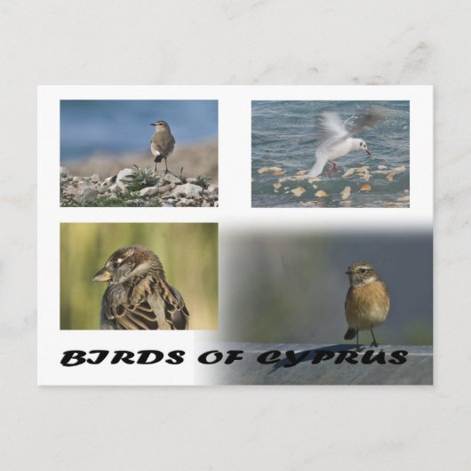 Vögel auf Zypern Postkarte (Vorderseite)