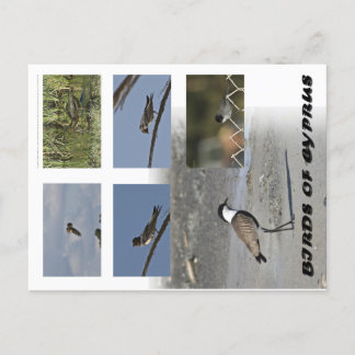 Vögel auf Zypern Postkarte