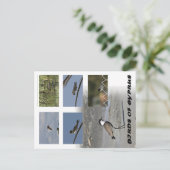 Vögel auf Zypern Postkarte (Stehend Vorderseite)