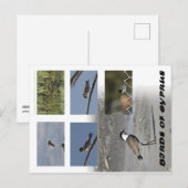 Vögel auf Zypern Postkarte (Vorne/Hinten)