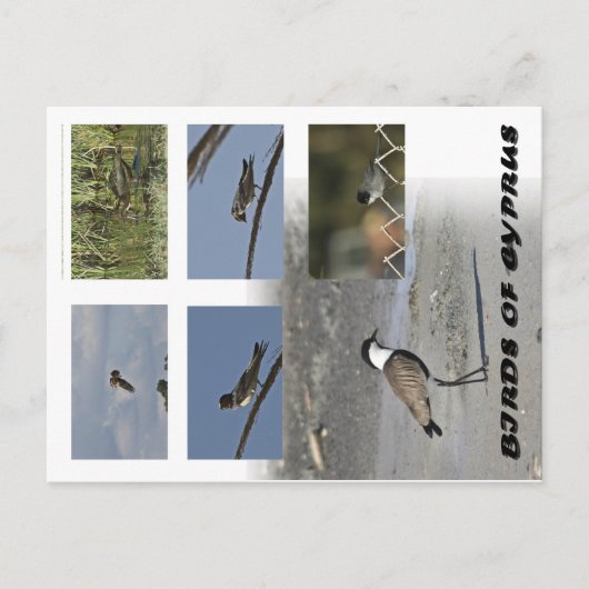Vögel auf Zypern Postkarte (Vorderseite)