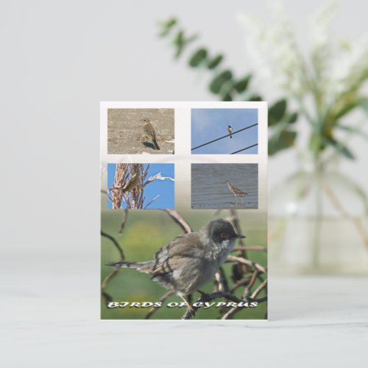 Vögel auf Zypern Postkarte (Stehend Vorderseite)