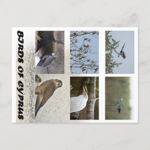 Vögel auf Zypern Postkarte