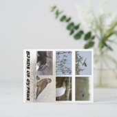 Vögel auf Zypern Postkarte (Stehend Vorderseite)