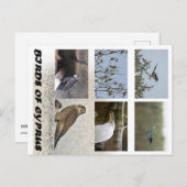 Vögel auf Zypern Postkarte (Vorne/Hinten)