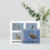 Vögel auf Zypern Postkarte (Stehend Vorderseite)