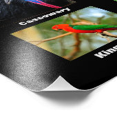 Vögel aus Australien Fotodruck (Ecke)