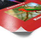 Vögel aus Australien Fotodruck (Ecke)