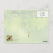 Vögel aus Australien Postkarte (Rückseite)