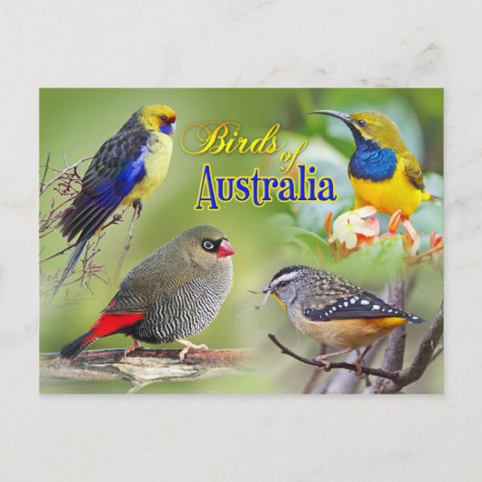 Vögel aus Australien Postkarte (Vorderseite)
