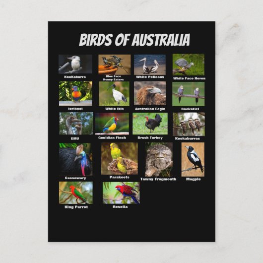 Vögel aus Australien Postkarte (Vorderseite)