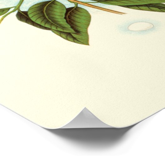 Vogel Couple auf einem Nest auf einem Zweig Poster (Ecke)