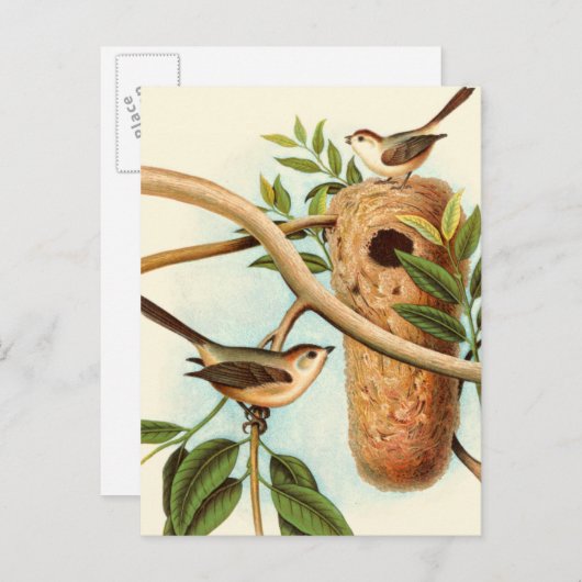 Vogel Couple auf einem Nest auf einem Zweig Postkarte (Vorne/Hinten)
