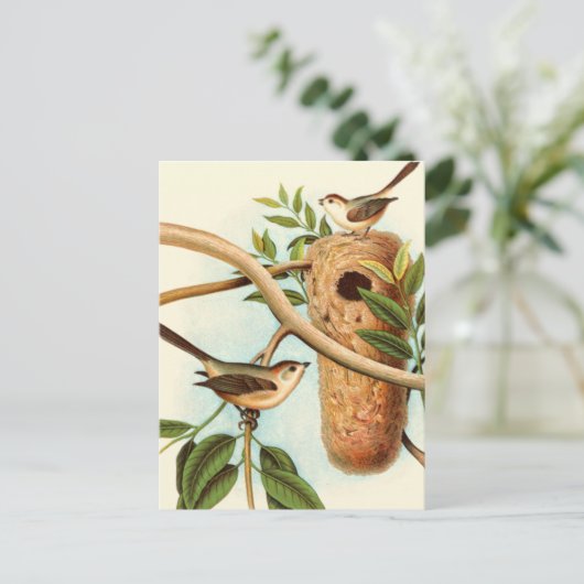 Vogel Couple auf einem Nest auf einem Zweig Postkarte (Stehend Vorderseite)