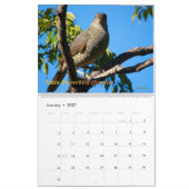 Vögel der australischen Bush Kalender (Jan 2027)