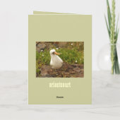 Vögel der Galapagos-Inseln>Karten und Aufkleber Karte (Rückseite)