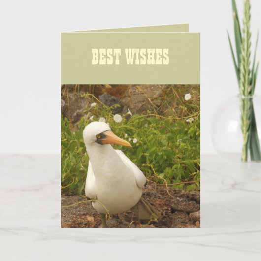 Vögel der Galapagos-Inseln>Karten und Aufkleber Karte (Vorderseite)